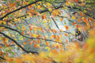 Als het herfst is, dan kan ik het niet laten om bosuiltjes op te zoeken... Het blijft genieten om deze mooie vogels in hun omgeving vast te leggen, met behulp van doorkijkjes. Het blijft elke keer een uitdaging om een leuk plekje te vinden waarbij de setting, voor- en achtergrond meewerken. Dit koppeltje zit op een fraai plekje, maar je moet mazzel hebben dat ze allebei even mooi kijken. Een havik zorgde er voor dat de vogels beide even alert waren en de ogen mooi geopend hadden, dat is een gelukje wat je moet hebben! Het was daarnaast nog vroeg in de ochtend, wat zorgde voor koele kleuren in het bos, gemengd met de warme kleuren van de herfstbladeren... je waant je soms even in een sprookje :)