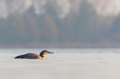 Ik heb er al een paar zien langskomen, maar een 'less is more' plaatje van zo'n joekel van een vogel vond ik het nog wel waard om bij de al op deze site gedeelde foto's toe te voegen. Prachtige vogel, met regelmaat mooi dichtbij. Al met al een leuke waarneming.
Op moment van fotograferen nog erg actief, maar vandaag (twee dagen later) is hij verzwakt opgeraapt, en overleden bij Vogelklas Karel. Helaas.