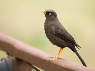 <i class='fa fa-user'></i> Paul van Giersbergen |   Roetlijster  <i class='fa fa-eye'> 128</i>  <i class='fa fa-thumbs-up'> 1</i>   <i class='fa fa-comment-o'> 2</i>