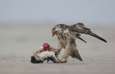 <i class='fa fa-user'></i> Henk Wiebe van der Meulen |   Buizerd  <i class='fa fa-eye'> 400</i>  <i class='fa fa-thumbs-up'> 13</i>   <i class='fa fa-comment-o'> 11</i>