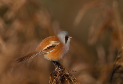 <i class='fa fa-user'></i> charlysax |   Baardman  <i class='fa fa-eye'> 264</i>  <i class='fa fa-thumbs-up'> 20</i>   <i class='fa fa-comment-o'> 9</i>