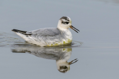 <i class='fa fa-user'></i> LubbertBoersma |   Rosse Franjepoot  <i class='fa fa-eye'> 242</i>  <i class='fa fa-thumbs-up'> 10</i>   <i class='fa fa-comment-o'> 8</i>