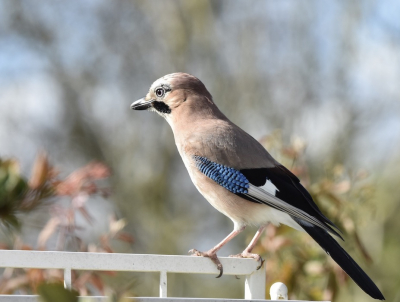 Deze gaai kijkt even waar hij/zij de eikels ook alweer heeft verstopt.