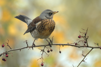 <i class='fa fa-user'></i> Rijn Bcude |   Kramsvogel  <i class='fa fa-eye'> 339</i>  <i class='fa fa-thumbs-up'> 24</i>   <i class='fa fa-comment-o'> 16</i>