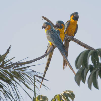 <i class='fa fa-user'></i> Lennart Verheuvel |   Blauwkeelara  <i class='fa fa-eye'> 162</i>  <i class='fa fa-thumbs-up'> 7</i>   <i class='fa fa-comment-o'> 6</i>