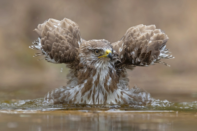 <i class='fa fa-user'></i> Arjan Troost |   Buizerd  <i class='fa fa-eye'> 395</i>  <i class='fa fa-thumbs-up'> 27</i>   <i class='fa fa-comment-o'> 13</i>