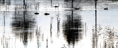 <i class='fa fa-user'></i> Fons Hoiting |   Meerkoet  <i class='fa fa-eye'> 206</i>  <i class='fa fa-thumbs-up'> 5</i>   <i class='fa fa-comment-o'> 7</i>