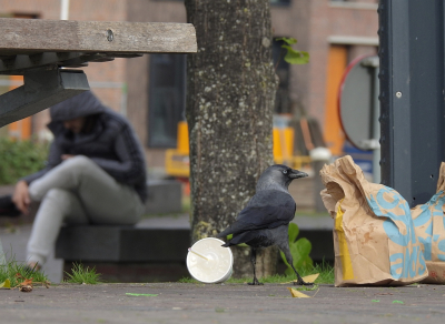 <i class='fa fa-user'></i> sieb |   Kauw  <i class='fa fa-eye'> 298</i>  <i class='fa fa-thumbs-up'> 6</i>   <i class='fa fa-comment-o'> 8</i>