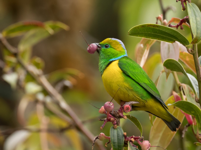 <i class='fa fa-user'></i> Paul van Giersbergen |   Goudbrauworganist  <i class='fa fa-eye'> 182</i>  <i class='fa fa-thumbs-up'> 11</i>   <i class='fa fa-comment-o'> 7</i>