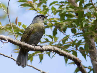 <i class='fa fa-user'></i> Paul van Giersbergen |   Geelflankzijdevliegenvanger  <i class='fa fa-eye'> 140</i>   <i class='fa fa-comment-o'> 1</i>