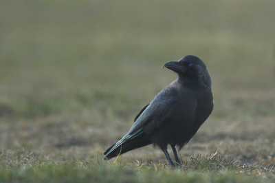 en van de vogels heeft een haaksnavel, niet helemaal zoals het hoort.

Nikon D70 + 300/4.0 + 1.4x - 1/250sec - f5.6