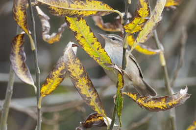 <i class='fa fa-user'></i> Marcel van der Tol |   Bruine Boszanger  <i class='fa fa-eye'> 356</i>  <i class='fa fa-thumbs-up'> 9</i>   <i class='fa fa-comment-o'> 15</i>