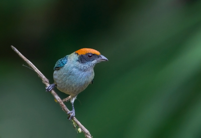 <i class='fa fa-user'></i> charlysax |   Roodkruintangare  <i class='fa fa-eye'> 177</i>  <i class='fa fa-thumbs-up'> 9</i>   <i class='fa fa-comment-o'> 8</i>