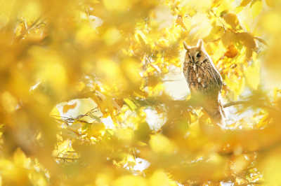 <i class='fa fa-user'></i> thijsglastra |   Ransuil  <i class='fa fa-eye'> 422</i>  <i class='fa fa-thumbs-up'> 22</i>   <i class='fa fa-comment-o'> 18</i>