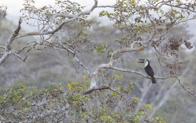 <i class='fa fa-user'></i> Lennart Verheuvel |   Roodsnaveltoekan  <i class='fa fa-eye'> 275</i>  <i class='fa fa-thumbs-up'> 18</i>   <i class='fa fa-comment-o'> 13</i>