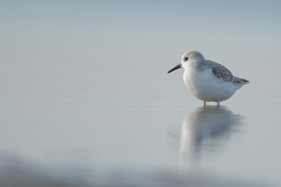 <i class='fa fa-user'></i> Wil Doorn-Meijne |   Drieteenstrandloper  <i class='fa fa-eye'> 168</i>  <i class='fa fa-thumbs-up'> 4</i>   <i class='fa fa-comment-o'> 5</i>