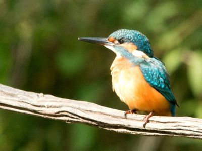 Vanuit een kijkhut gemaakt met standaard.
De IJsvogel kwam even zitten dus moest snel maar voorzichtig handelen.