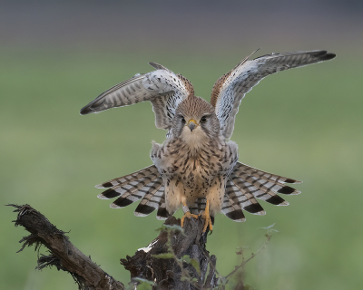 <i class='fa fa-user'></i> Fred |   Torenvalk  <i class='fa fa-eye'> 265</i>  <i class='fa fa-thumbs-up'> 13</i>   <i class='fa fa-comment-o'> 10</i>