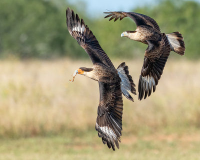 <i class='fa fa-user'></i> GeneGwin | Noordelijke Kuifcaracara  <i class='fa fa-eye'> 252</i>  <i class='fa fa-thumbs-up'> 5</i>   <i class='fa fa-comment-o'> 6</i>