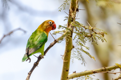 <i class='fa fa-user'></i> Louis56 |   Fischers Agapornis  <i class='fa fa-eye'> 151</i>   <i class='fa fa-comment-o'> 1</i>