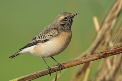 <i class='fa fa-user'></i> Gerard Visser |   Bonte Tapuit  <i class='fa fa-eye'> 345</i>  <i class='fa fa-thumbs-up'> 8</i>   <i class='fa fa-comment-o'> 10</i>