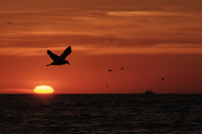 <i class='fa fa-user'></i> josephine |   Zilvermeeuw  <i class='fa fa-eye'> 325</i>  <i class='fa fa-thumbs-up'> 27</i>   <i class='fa fa-comment-o'> 17</i>