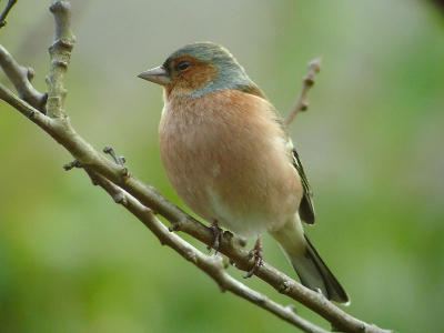 Het vrouwtje keep was me helaas net te snel af, maar dit mooie mannetje vink wilde wel even voor mee poseren.