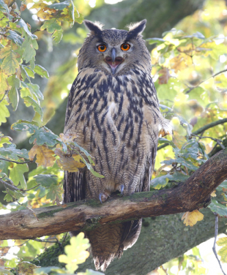 <i class='fa fa-user'></i> Gejo Wassink |   Oehoe  <i class='fa fa-eye'> 404</i>  <i class='fa fa-thumbs-up'> 7</i>   <i class='fa fa-comment-o'> 16</i>