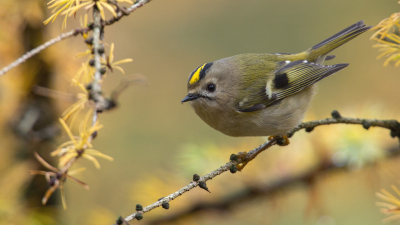 <i class='fa fa-user'></i> Rijn Bcude |   Goudhaan  <i class='fa fa-eye'> 279</i>  <i class='fa fa-thumbs-up'> 15</i>   <i class='fa fa-comment-o'> 10</i>