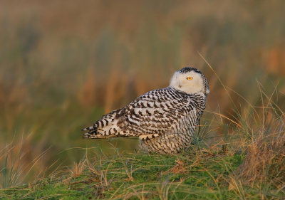 <i class='fa fa-user'></i> thijsglastra |   Sneeuwuil  <i class='fa fa-eye'> 651</i>  <i class='fa fa-thumbs-up'> 21</i>   <i class='fa fa-comment-o'> 19</i>