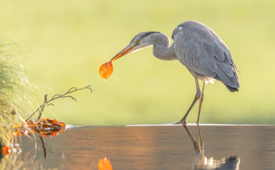 <i class='fa fa-user'></i> Hans Overduin |   Blauwe Reiger  <i class='fa fa-eye'> 458</i>  <i class='fa fa-thumbs-up'> 35</i>   <i class='fa fa-comment-o'> 31</i>