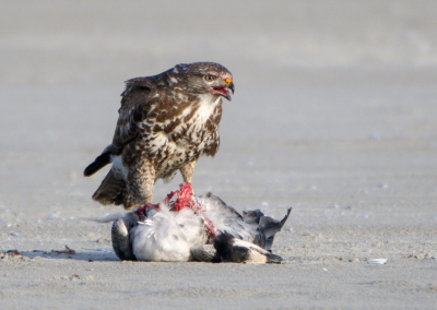 <i class='fa fa-user'></i> martin lok |   Buizerd  <i class='fa fa-eye'> 379</i>   <i class='fa fa-comment-o'> 5</i>