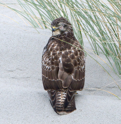 <i class='fa fa-user'></i> martin lok |   Buizerd  <i class='fa fa-eye'> 440</i>   <i class='fa fa-comment-o'> 2</i>