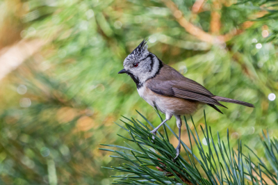 Voor het eerst ben ik eens naar een HBN fotohut geweest. Heerlijk om allerlei (grote en kleine) soorten vogels voor je lens te krijgen. Sommigen lieten zich heel makkelijk fotograferen. De Kuifmees was bepaald niet eenvoudig. Wat een vliegensvlug vogeltje was dat. Doorgaans was hij al weg voor je zelfs je camera maar jon richten.
Maar het is me uiteindelijk toch gelukt. Met deze foto ben ikzelf heel tevreden.