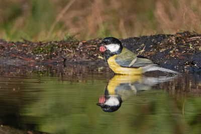 Vanuit dezelfde hut als de Kuifmees, is ook deze foto gemaakt. Ik had aanvankelijk geen idee wat die roze bult is. Ik vermoedde een gezwel, maar het blijkt Vogelpokken te zijn. Daar had ik nog nooit van gehoord.