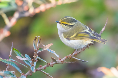 <i class='fa fa-user'></i> jpmollema |   Pallas' Boszanger  <i class='fa fa-eye'> 450</i>  <i class='fa fa-thumbs-up'> 27</i>   <i class='fa fa-comment-o'> 12</i>