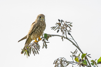 Op 'fotojacht' in de Oostvaardersplassen zag ik plotseling, niet ver voor me uit, na een bocht in een pad, een Torenvalk op een dode boomstam zitten, met zijn rug naar me toe. Ik ging rustig, stapje voor stapje, dichterbij, en hij bleef steeds zitten. Helaas kwam er een andere fotograaf aan, beduidend minder rustig. Dus weg Torenvalk. 
Gelukkig vloog hij niet heel ver weg, maar ging (helaas wel veel verder van het pad vandaan) boven in een boom zitten, nu wel met zijn voorkant naar me toe, maar wel met tegenlicht. Op hoop van zegen heb ik toch een fotoserie gemaakt. Het resultaat valt me reuze mee.