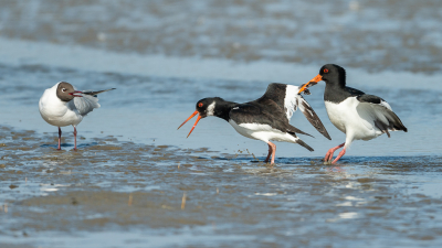 <i class='fa fa-user'></i> Conny Schotanus |   Scholekster  <i class='fa fa-eye'> 263</i>  <i class='fa fa-thumbs-up'> 8</i>   <i class='fa fa-comment-o'> 10</i>