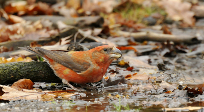 <i class='fa fa-user'></i> Gerard Visser |   Grote Kruisbek  <i class='fa fa-eye'> 393</i>  <i class='fa fa-thumbs-up'> 7</i>   <i class='fa fa-comment-o'> 17</i>