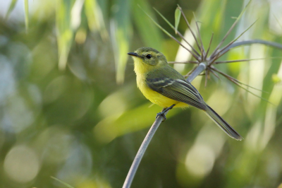 <i class='fa fa-user'></i> Martjan Lammertink |   Gele Looftiran  <i class='fa fa-eye'> 169</i>  <i class='fa fa-thumbs-up'> 8</i>   <i class='fa fa-comment-o'> 3</i>