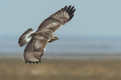 <i class='fa fa-user'></i> LubbertBoersma |   Ruigpootbuizerd  <i class='fa fa-eye'> 418</i>  <i class='fa fa-thumbs-up'> 29</i>   <i class='fa fa-comment-o'> 12</i>