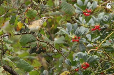 <i class='fa fa-user'></i> thijsglastra |   Vale Lijster  <i class='fa fa-eye'> 450</i>  <i class='fa fa-thumbs-up'> 4</i>   <i class='fa fa-comment-o'> 16</i>