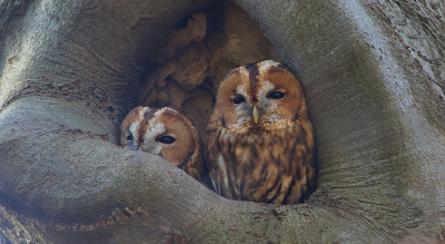 <i class='fa fa-user'></i> Leo Tukker |   Bosuil  <i class='fa fa-eye'> 649</i>  <i class='fa fa-thumbs-up'> 25</i>   <i class='fa fa-comment-o'> 18</i>