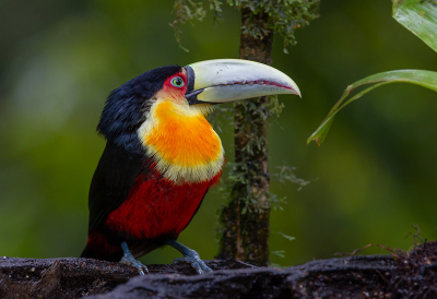 <i class='fa fa-user'></i> charlysax |   Roodborsttoekan  <i class='fa fa-eye'> 262</i>  <i class='fa fa-thumbs-up'> 24</i>   <i class='fa fa-comment-o'> 14</i>