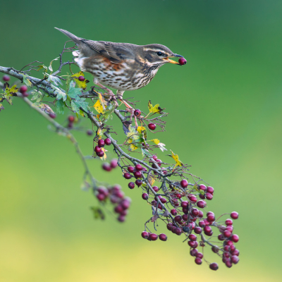<i class='fa fa-user'></i> Rijn Bcude |   Koperwiek  <i class='fa fa-eye'> 482</i>  <i class='fa fa-thumbs-up'> 32</i>   <i class='fa fa-comment-o'> 19</i>