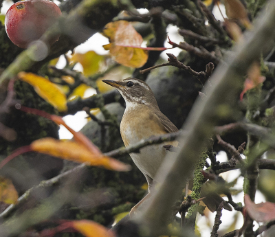 <i class='fa fa-user'></i> c.dekker |   Vale Lijster  <i class='fa fa-eye'> 319</i>   <i class='fa fa-comment-o'> 4</i>