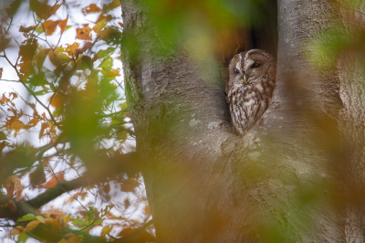 Heel bijzonder om voor het eerst in mijn leven een uil te zien en te mogen fotograferen. Door de bladeren heen gefotografeerd om wat de "herfstsfeer" toe te voegen aan de foto.