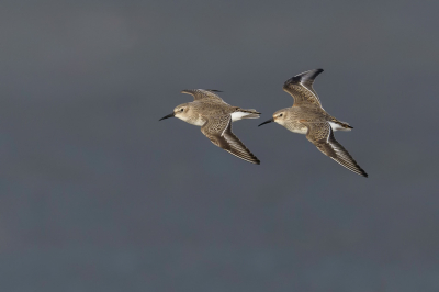<i class='fa fa-user'></i> LubbertBoersma |   Bonte Strandloper  <i class='fa fa-eye'> 416</i>  <i class='fa fa-thumbs-up'> 19</i>   <i class='fa fa-comment-o'> 8</i>