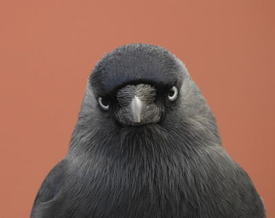 <i class='fa fa-user'></i> sieb |   Kauw  <i class='fa fa-eye'> 216</i>  <i class='fa fa-thumbs-up'> 11</i>   <i class='fa fa-comment-o'> 23</i>