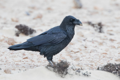 <i class='fa fa-user'></i> Paul van Giersbergen |   Raaf  <i class='fa fa-eye'> 219</i>   <i class='fa fa-comment-o'> 4</i>